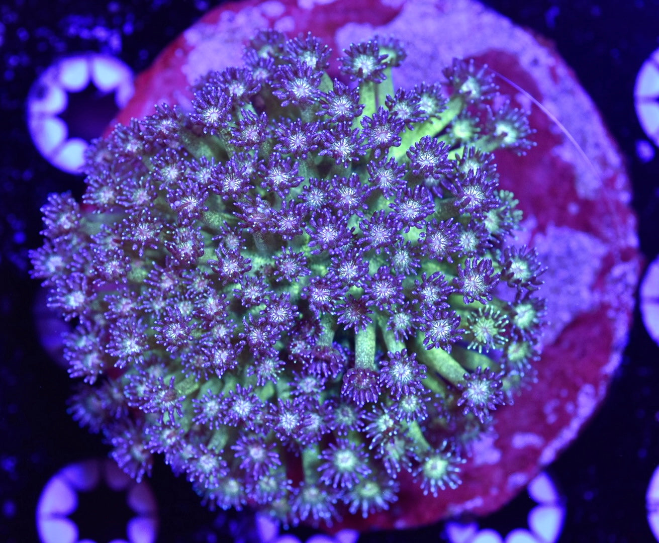 WYSIWYG OG Glitter Goniopora Colony 3.5" (CRAZY!)