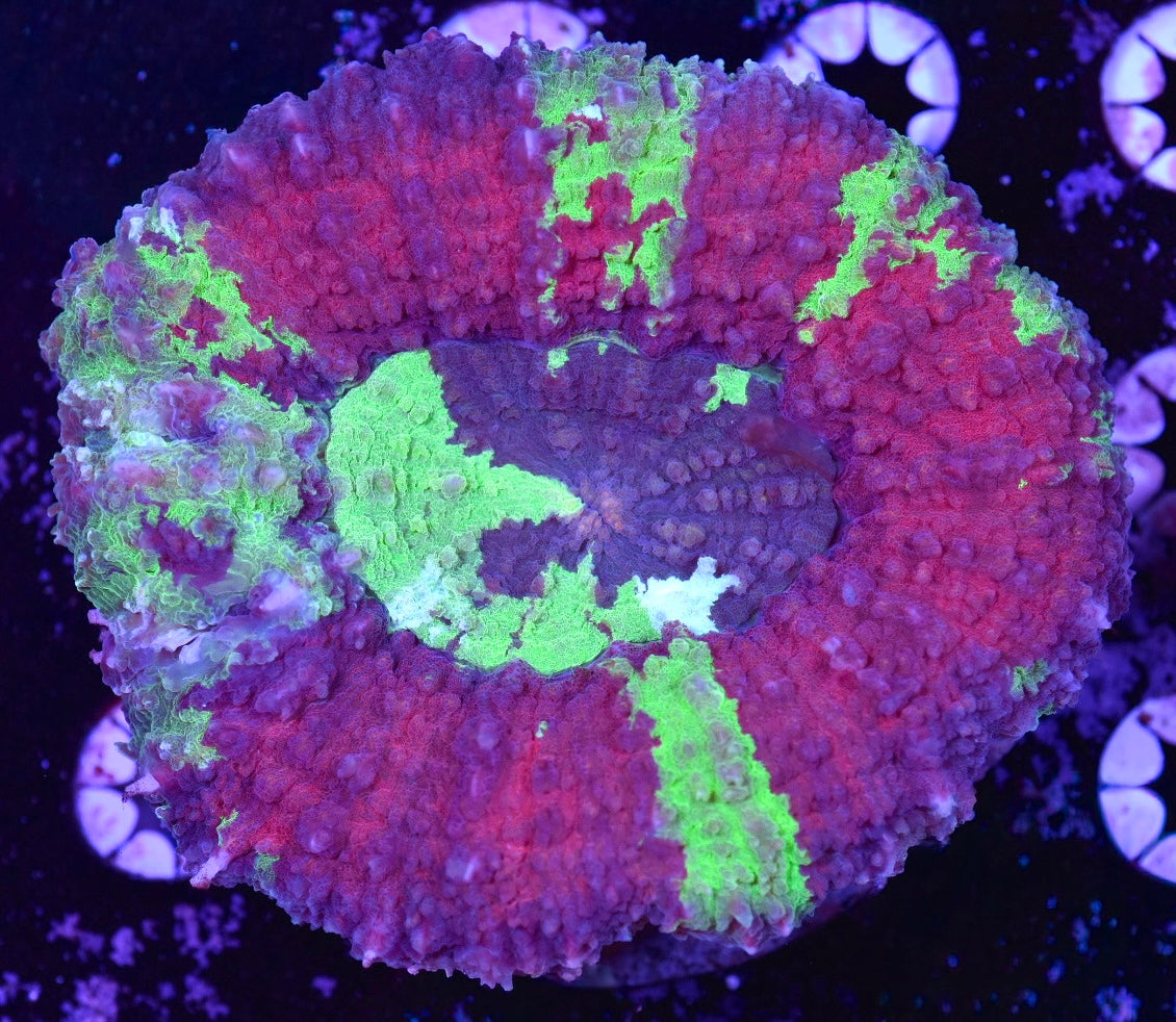 WYSIWYG Grafted Rainbow Lobophyllia 4.5" (CRAZY!)