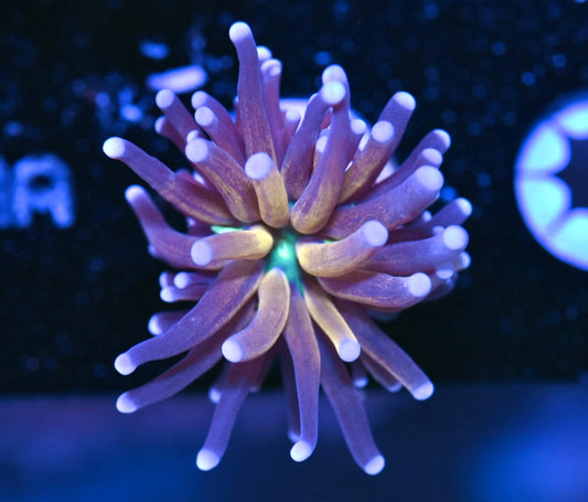 WYSIWYG Tiger Torch 2" (TANK GROWN!)