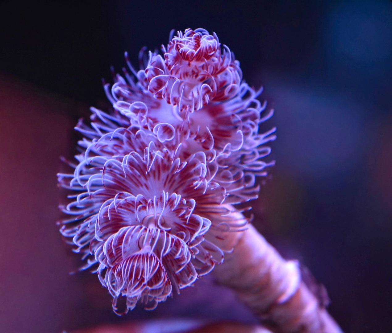 WYSIWYG CoCo Tube Worm 3"