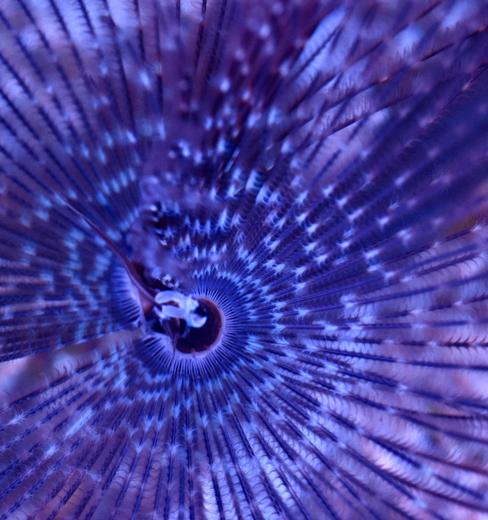 WYSIWYG XL Purple Feather Duster 4"