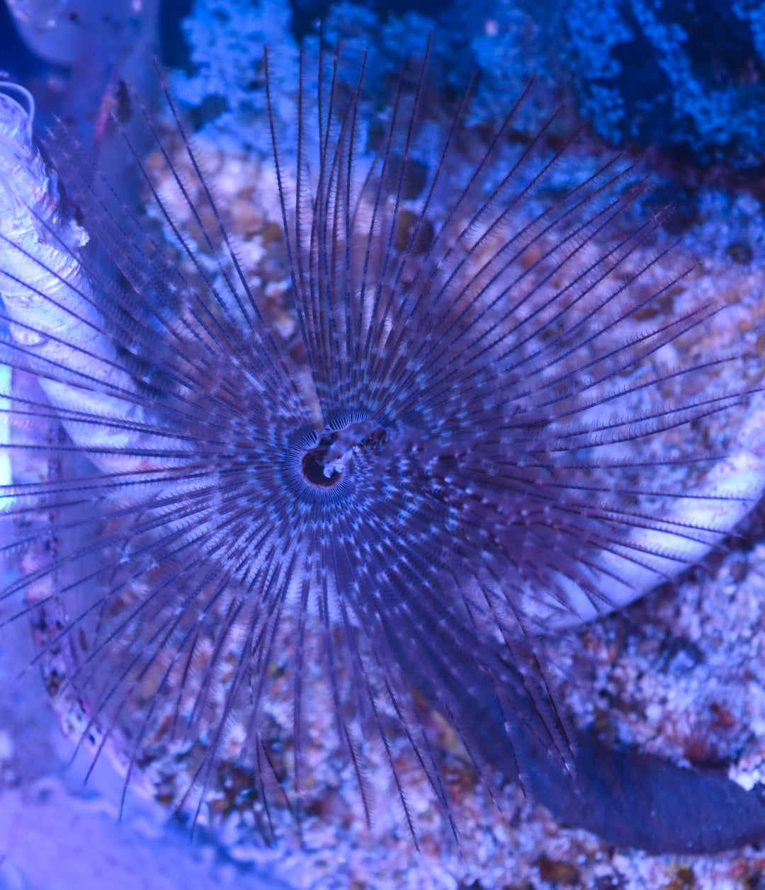 WYSIWYG XL Purple Feather Duster 4"