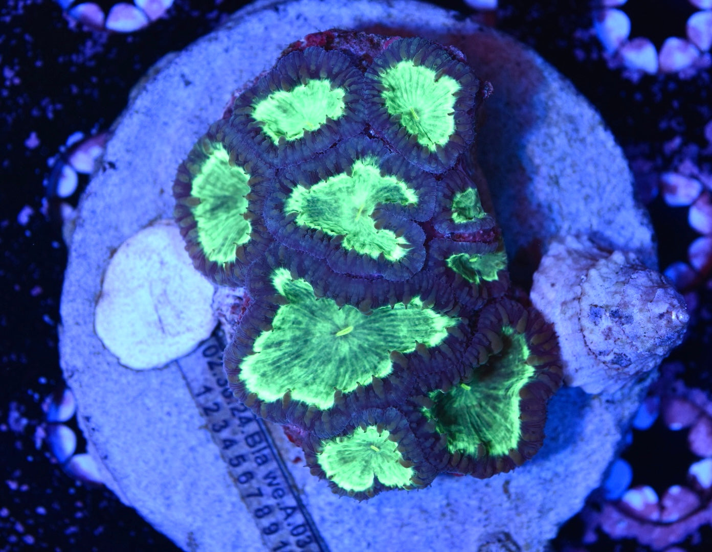 WYSIWYG Green Lantern Blastomussa Colony 3.5" (WOW!)