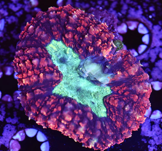 WYSIWYG Ultra Rainbow Symphyllia 3"