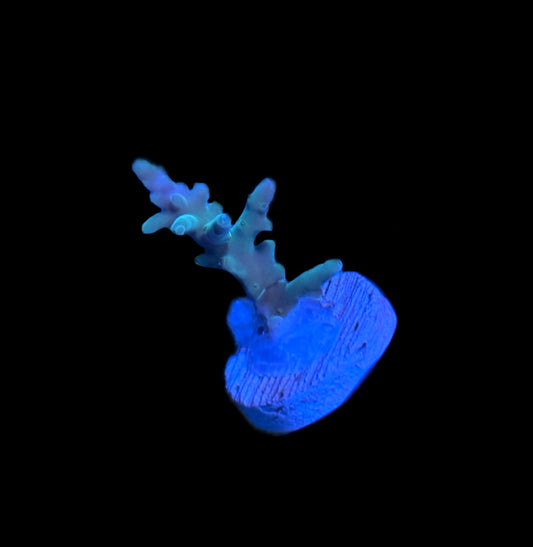 WYSIWYG ORA Hawkins Echinata ACropora 1"