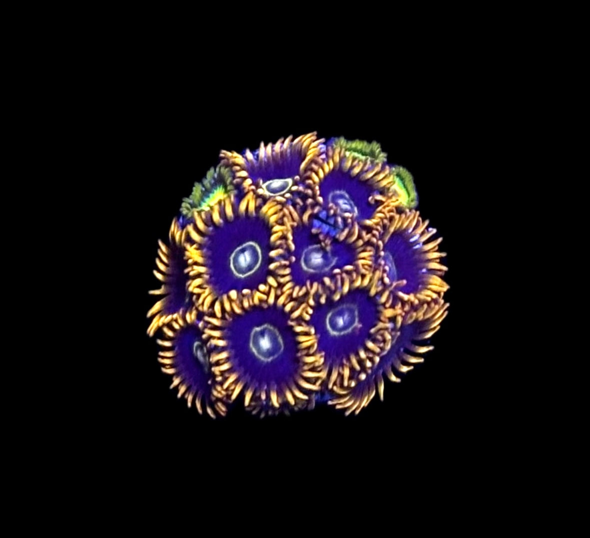 WYSIWYG Zoanthid Combo Frag