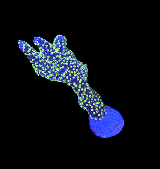 WYSIWYG XL Tubbs Stellata Montipora 2.5"