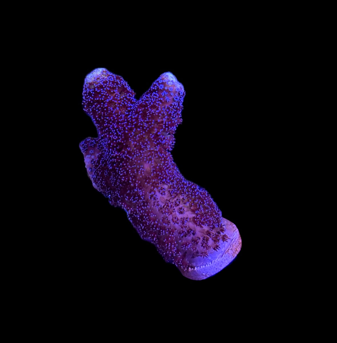 WYSIWYG Purple Digitata 2"