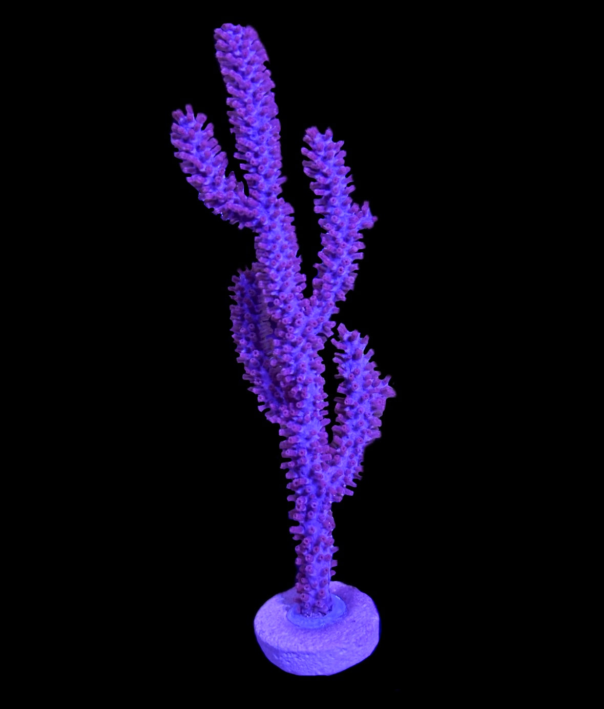 WYSIWYG Purple Candelabra Gorgonia/ Sea Fan 4"