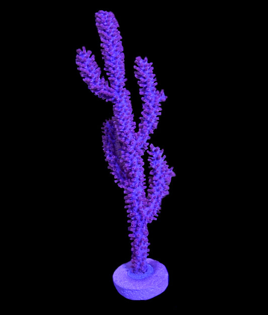 WYSIWYG Purple Candelabra Gorgonia/ Sea Fan 4"