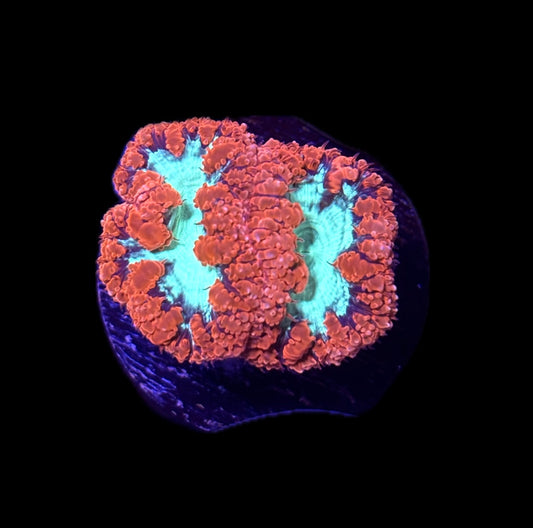 WYSIWYG Red and Green Blastomussa 1"