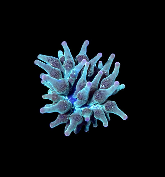 WYSIWYG Nexus Joker Bubble Tip Anemone 2"