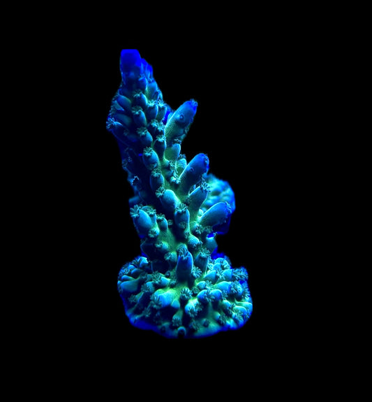 Miyagi Blue/Green Tort Acropora