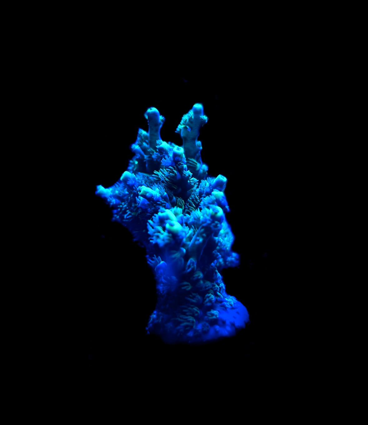 Tanzanite Terror Acropora