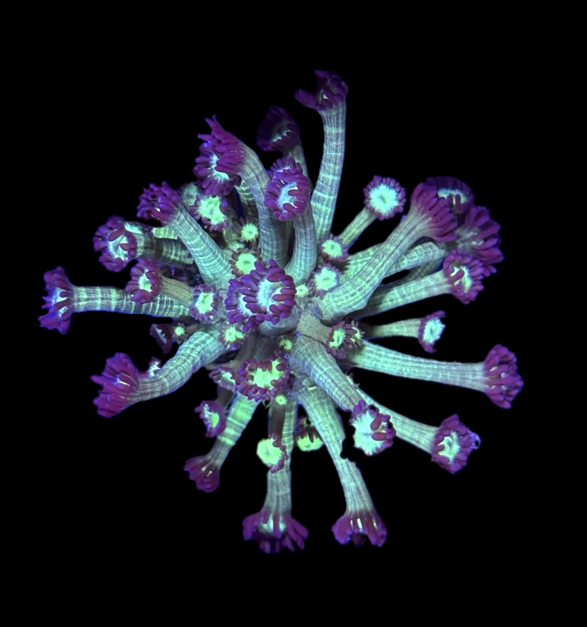WYSIWYG XL Glitter Goniopora 3" (BRIGHT!)