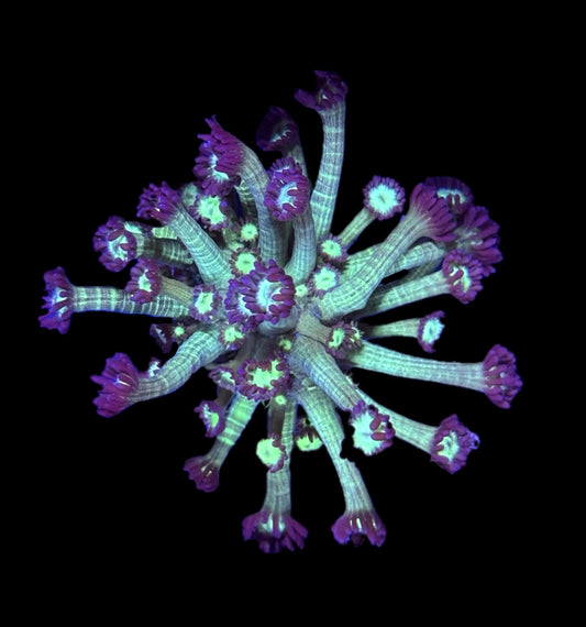 WYSIWYG XL Glitter Goniopora 3" (BRIGHT!)