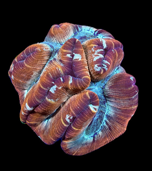 WYSIWYG XL Rainbow Trachyphyllia/Wellso 6.5" (WOW!)