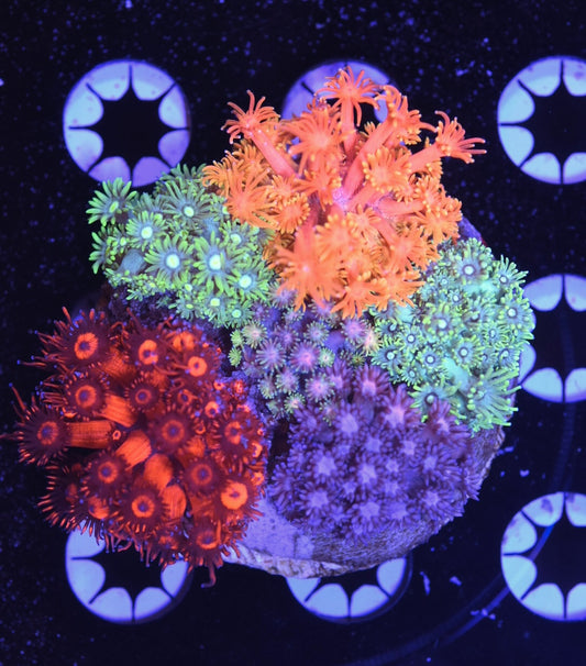 WYSIWYG Mixed Rainbow Goniopora Colony 3.5" (WOW!)