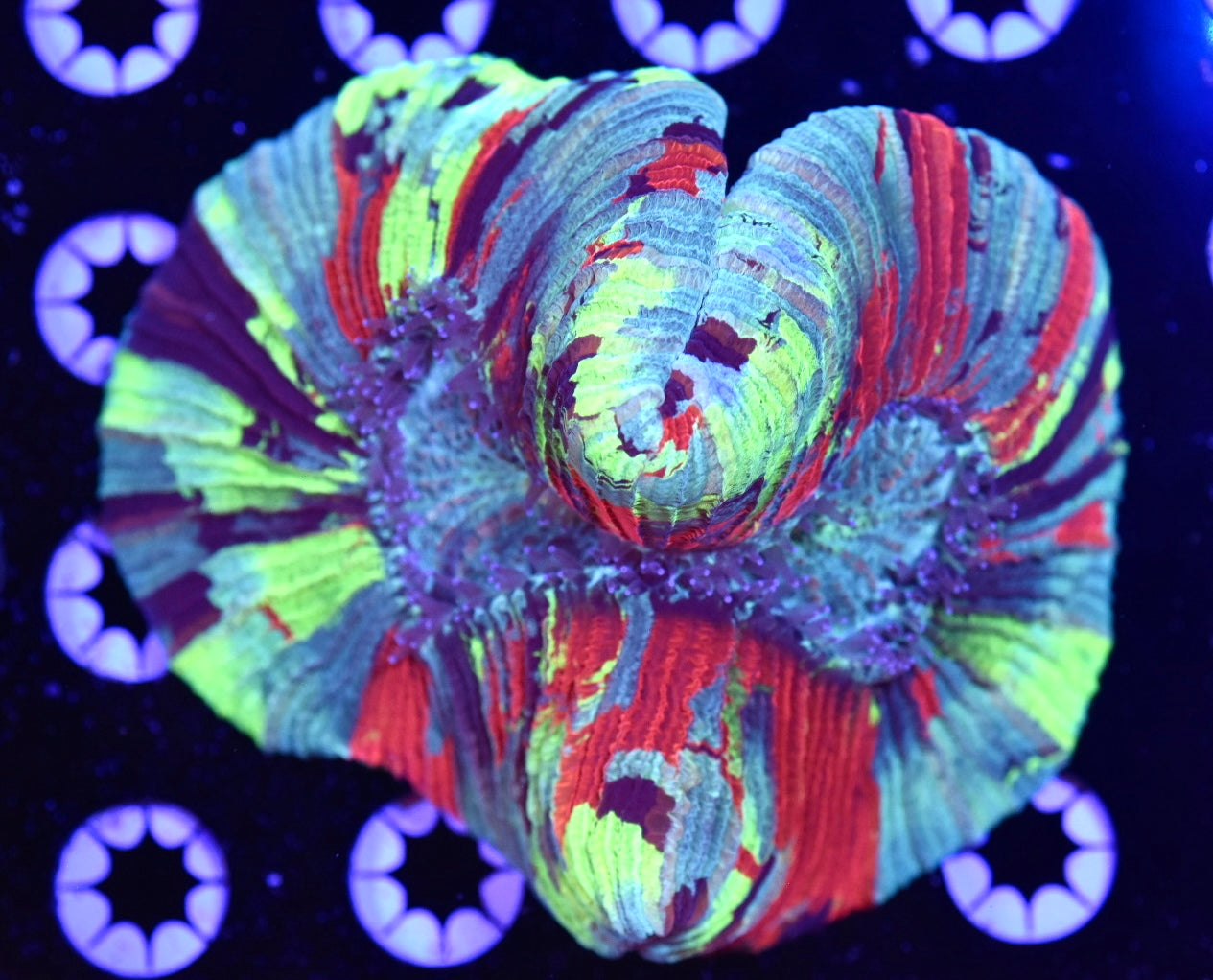 WYSIWYG Ultra Rainbow Trachyphyllia 4.5" (CRAZY!)