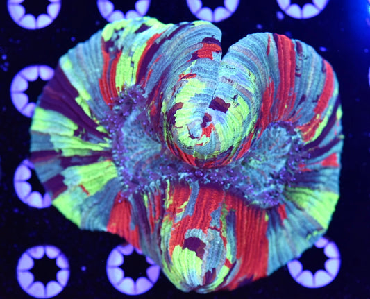 WYSIWYG Ultra Rainbow Trachyphyllia 4.5" (CRAZY!)
