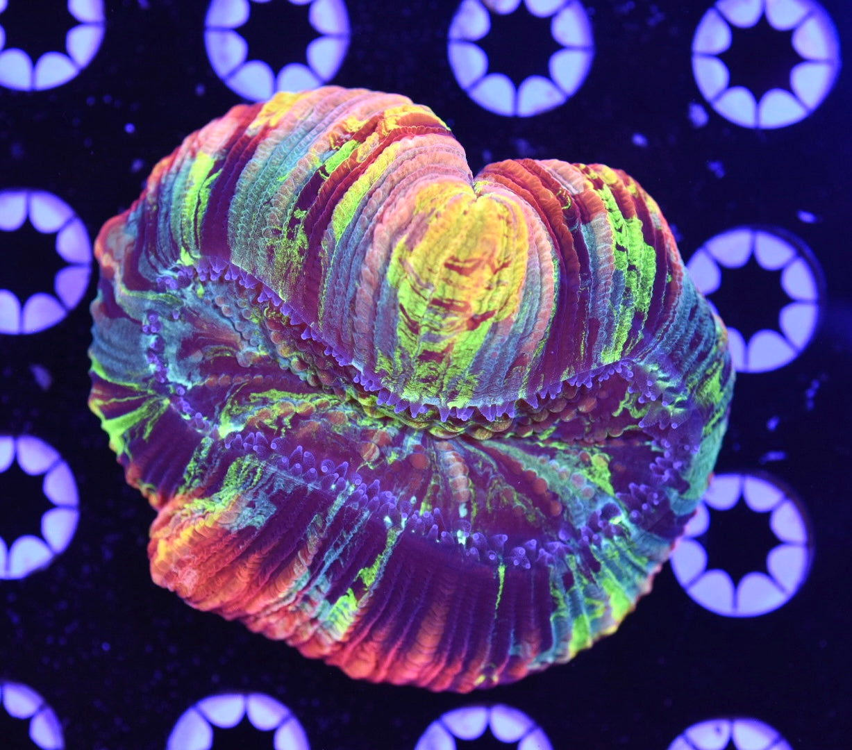 WYSIWYG Master Trachyphyllia 3" (INSANE!)