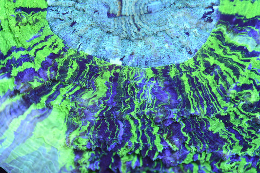 WYSIWYG Ultra Tye-Dye Rainbow Acanthophyllia 6.5" (INSANE!)