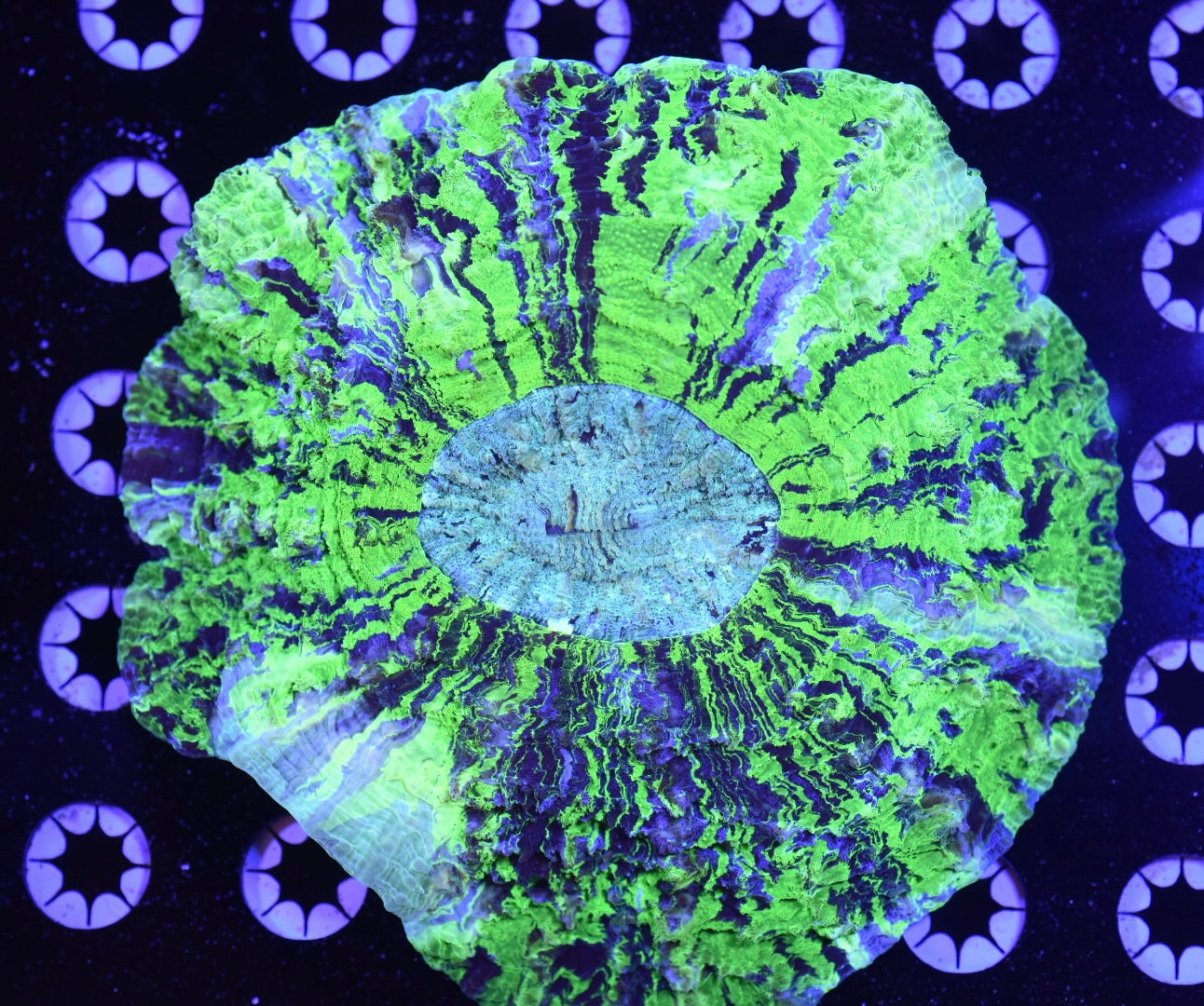 WYSIWYG Ultra Tye-Dye Rainbow Acanthophyllia 6.5" (INSANE!)