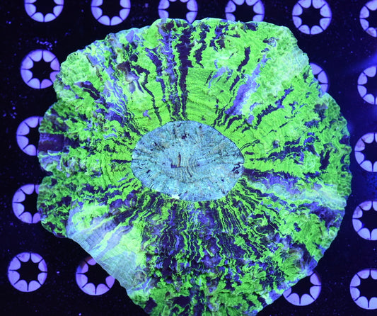 WYSIWYG Ultra Tye-Dye Rainbow Acanthophyllia 6.5" (INSANE!)