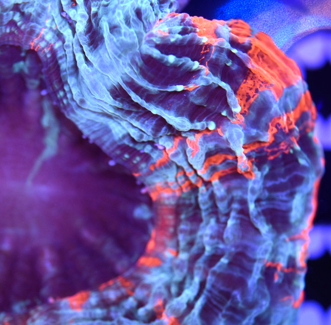 WYSIWYG Ultra Rainbow Acanthophyllia 4" (UNIQUE!)