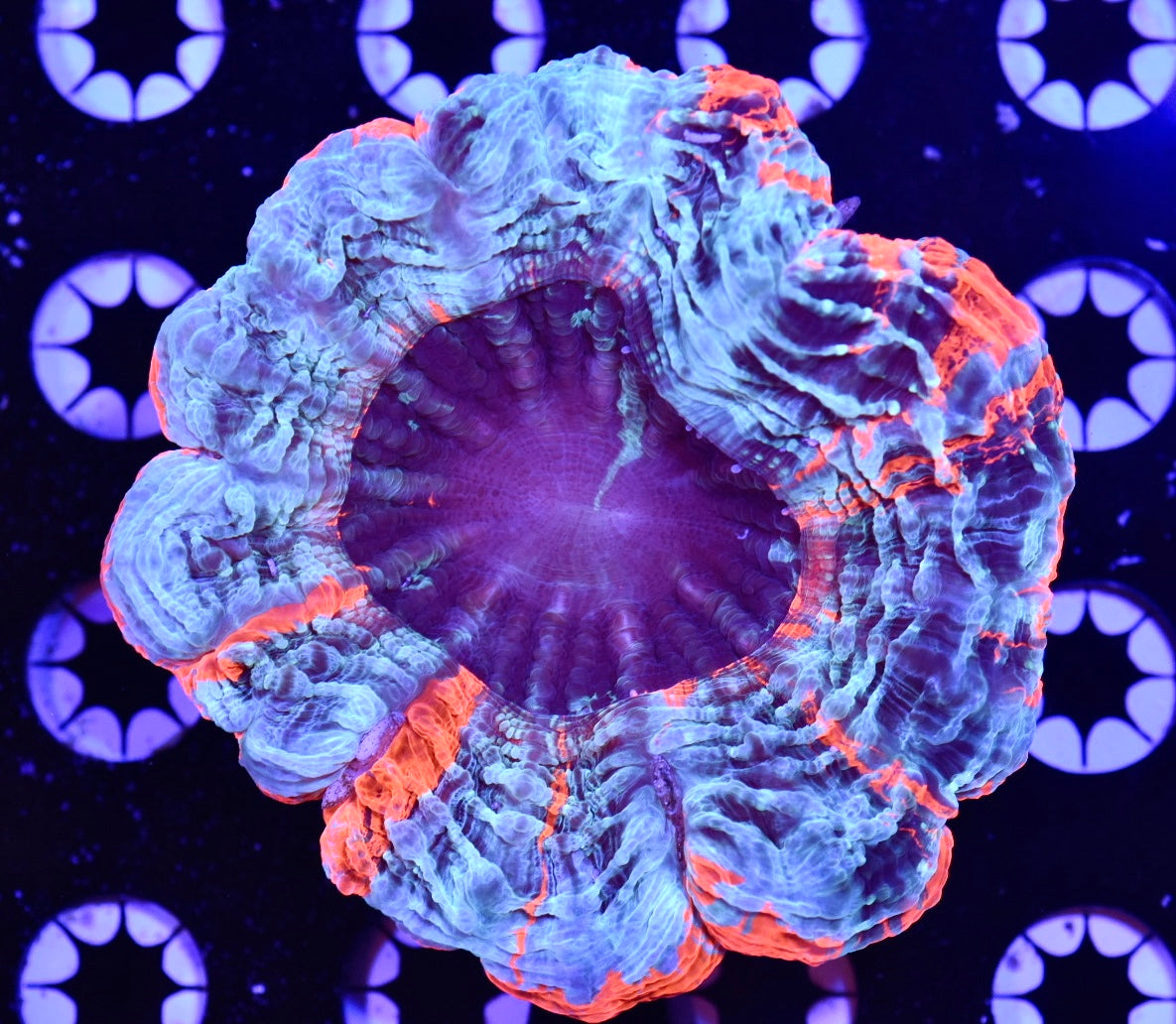 WYSIWYG Ultra Rainbow Acanthophyllia 4" (UNIQUE!)