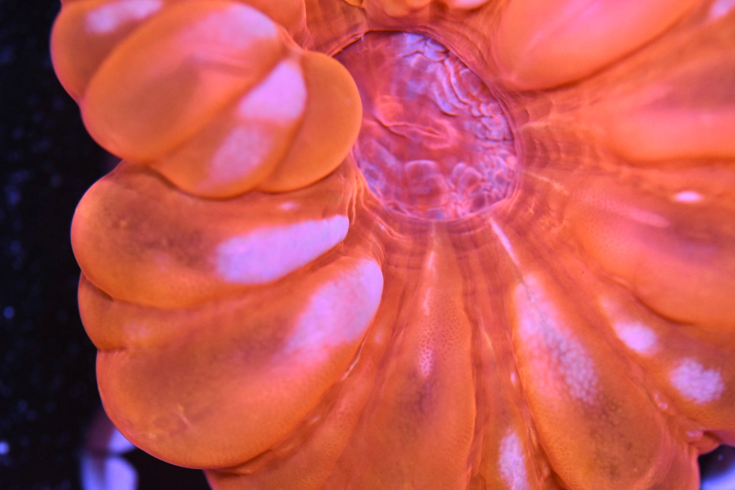 WYSIWYG Neon Orange Cynarina 3.5" (PUFFY!)
