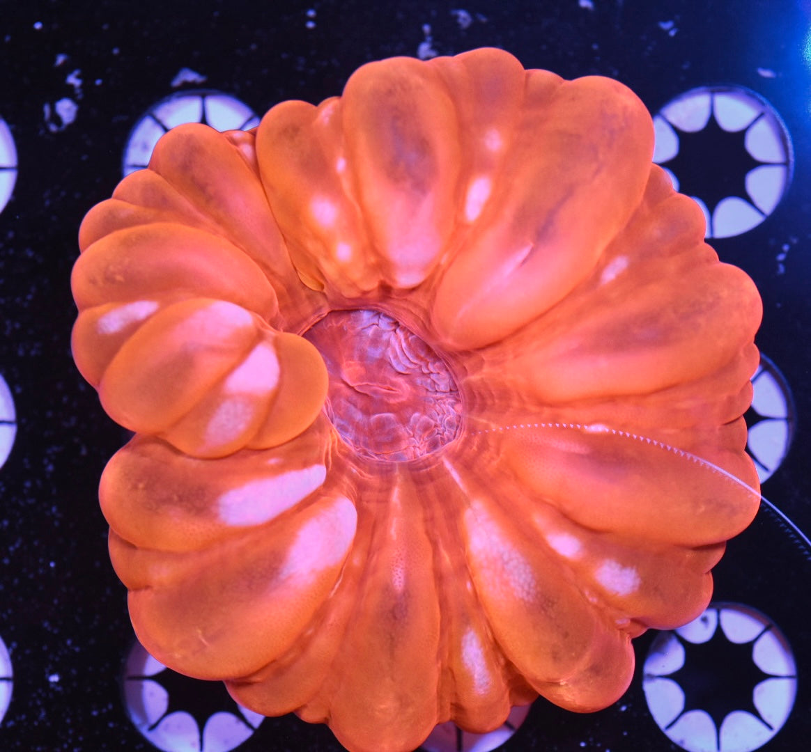 WYSIWYG Neon Orange Cynarina 3.5" (PUFFY!)