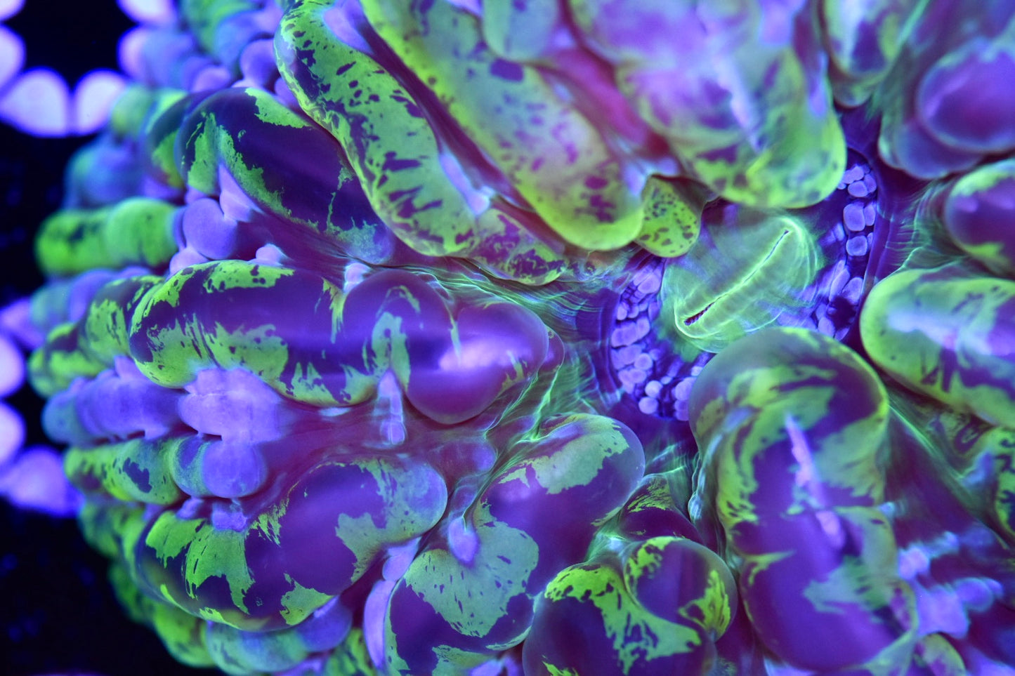 WYSIWYG Psychedelic Rainbow Indophyllia 4.5" (INSANE!)