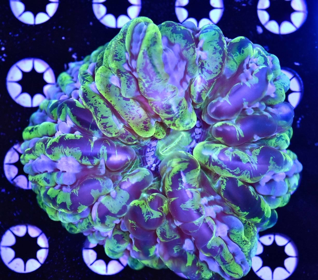 WYSIWYG Psychedelic Rainbow Indophyllia 4.5" (INSANE!)