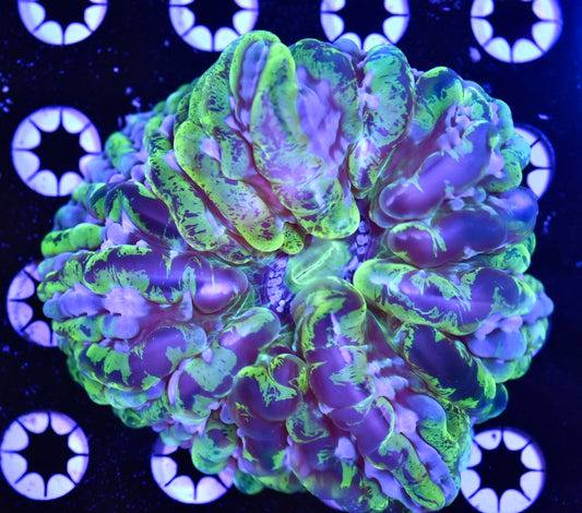 WYSIWYG Psychedelic Rainbow Indophyllia 4.5" (INSANE!)