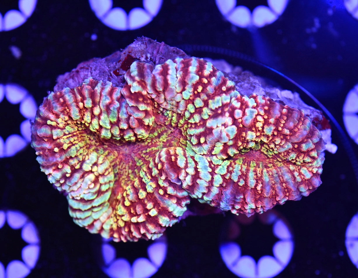 WYSIWYG True Rainbow Lobophyllia 3" (CRAZY!)