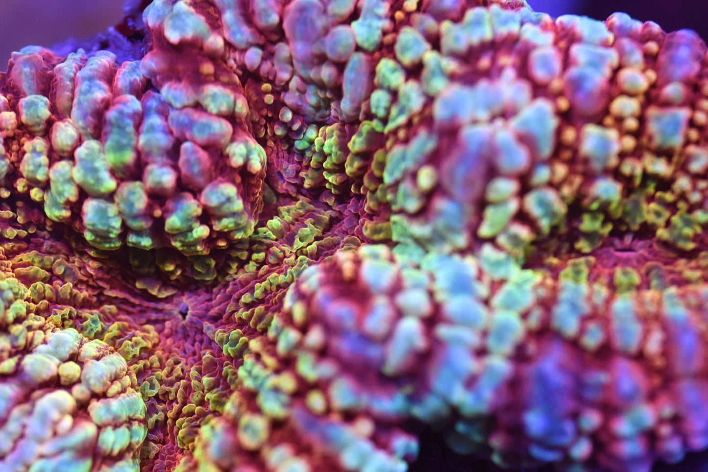 WYSIWYG True Rainbow Lobophyllia 3" (CRAZY!)