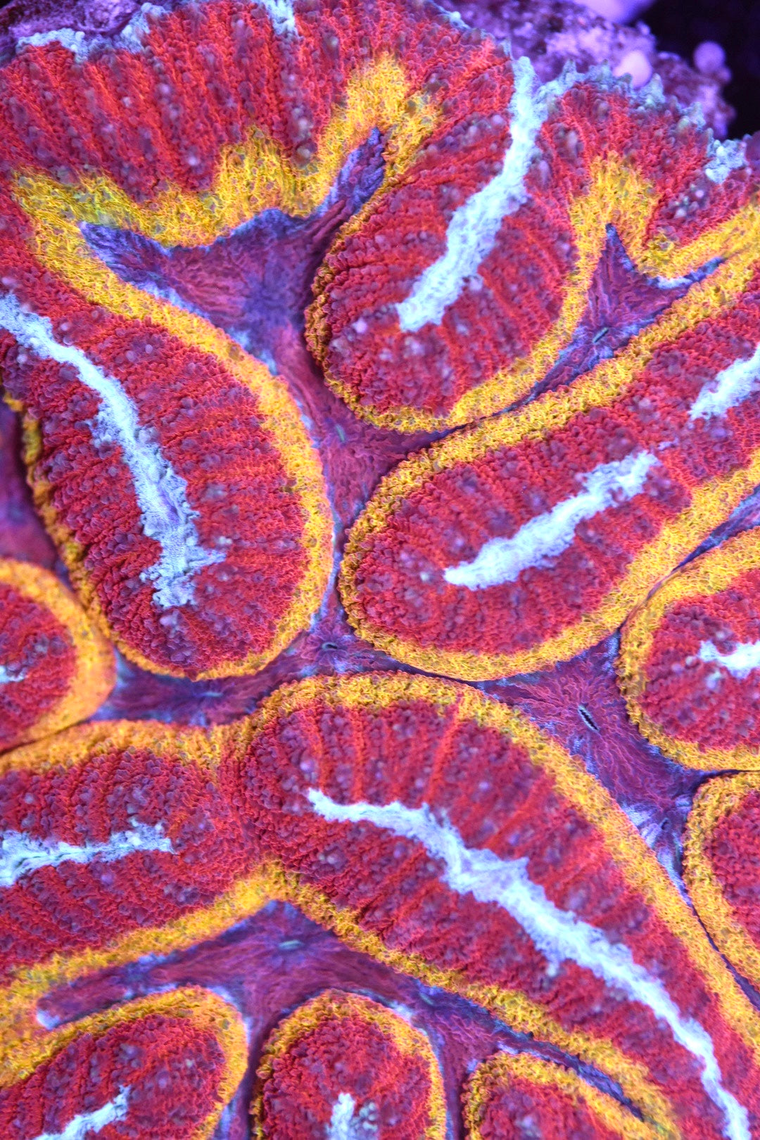 WYSIWYG Incredible Rainbow Symphyllia Colony 4.5" (CRAZY!)