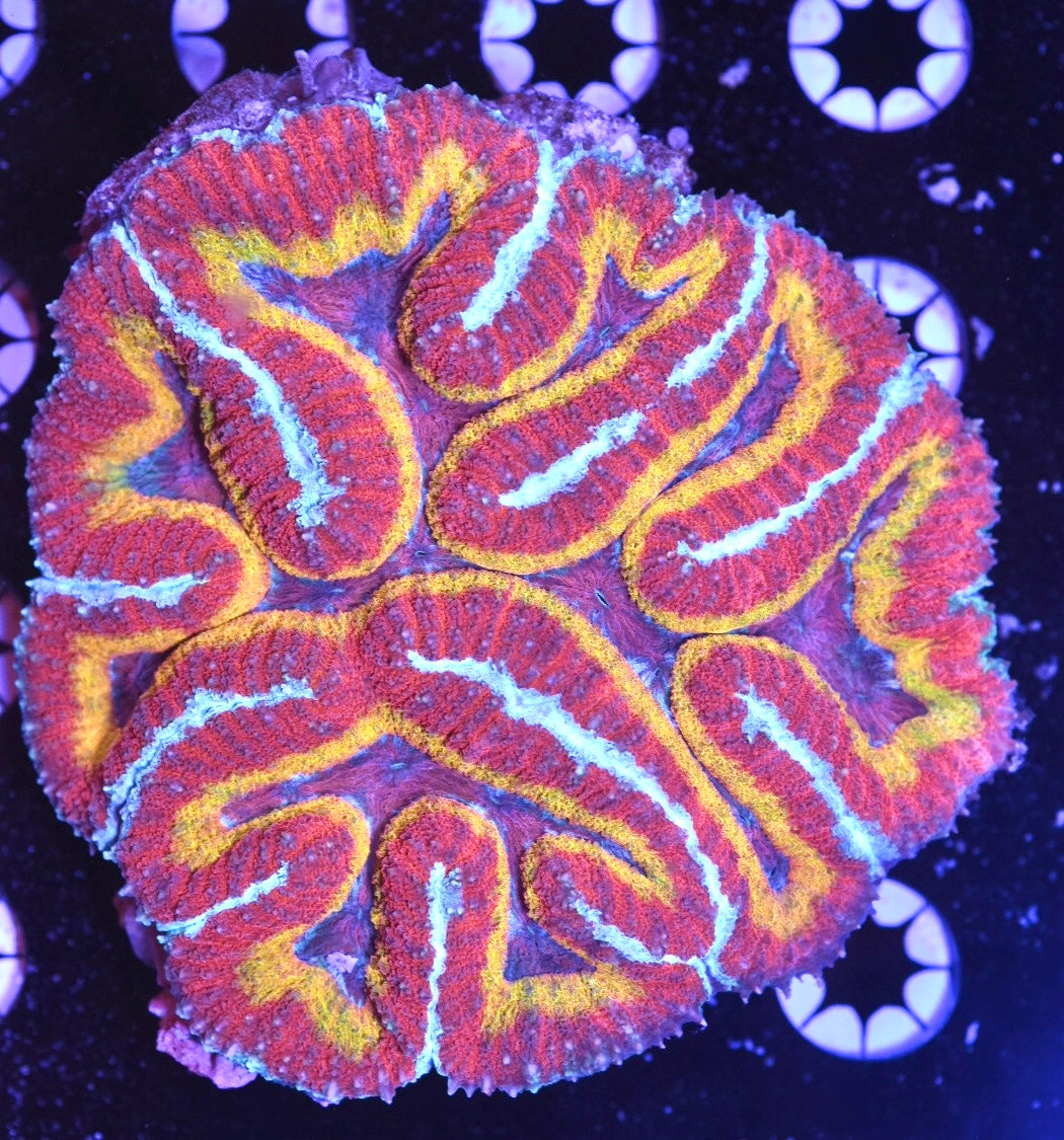 WYSIWYG Incredible Rainbow Symphyllia Colony 4.5" (CRAZY!)