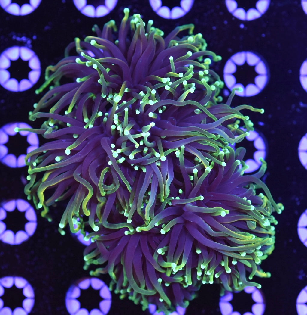 WYSIWYG XXL Hellfire Torch Colony 6" (SIX+ HEADS!)