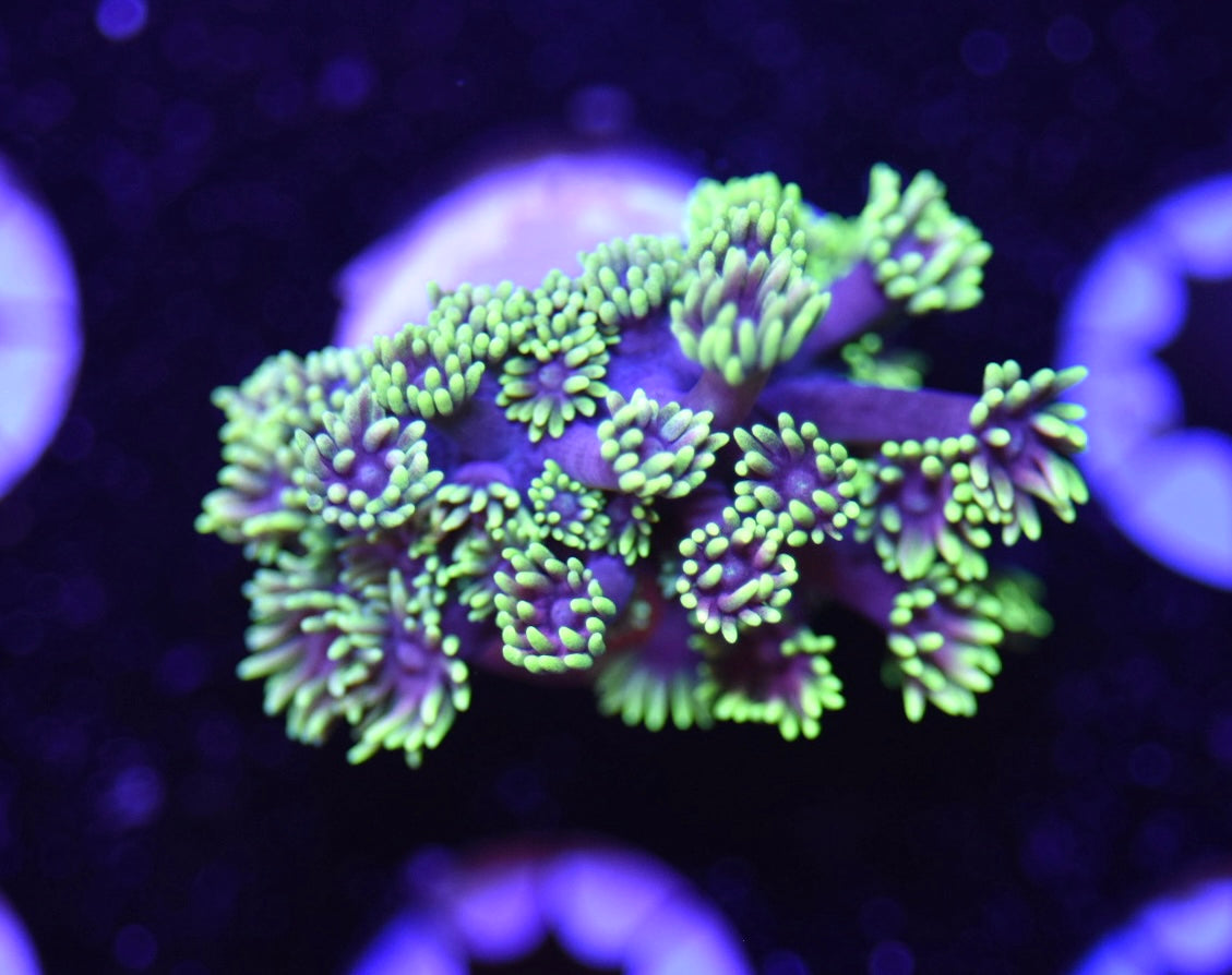WYSIWYG Dark Matter Goniopora 2" (UNIQUE!)