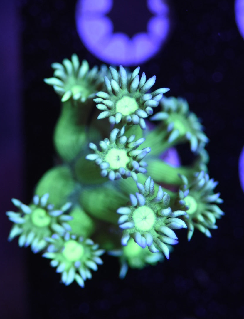 WYSIWYG Lucky Charms Goniopora 1"
