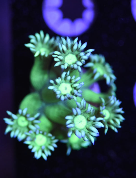 WYSIWYG Lucky Charms Goniopora 1"