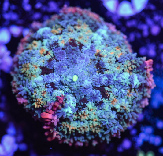 WYSIWYG XL Rainbow Frankenstein Bounce Mushroom 2.5" (BRIGHT!)