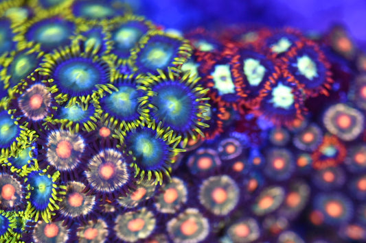 WYSIWYG XL Mixed Zoanthid Colony 4" (WOW!)