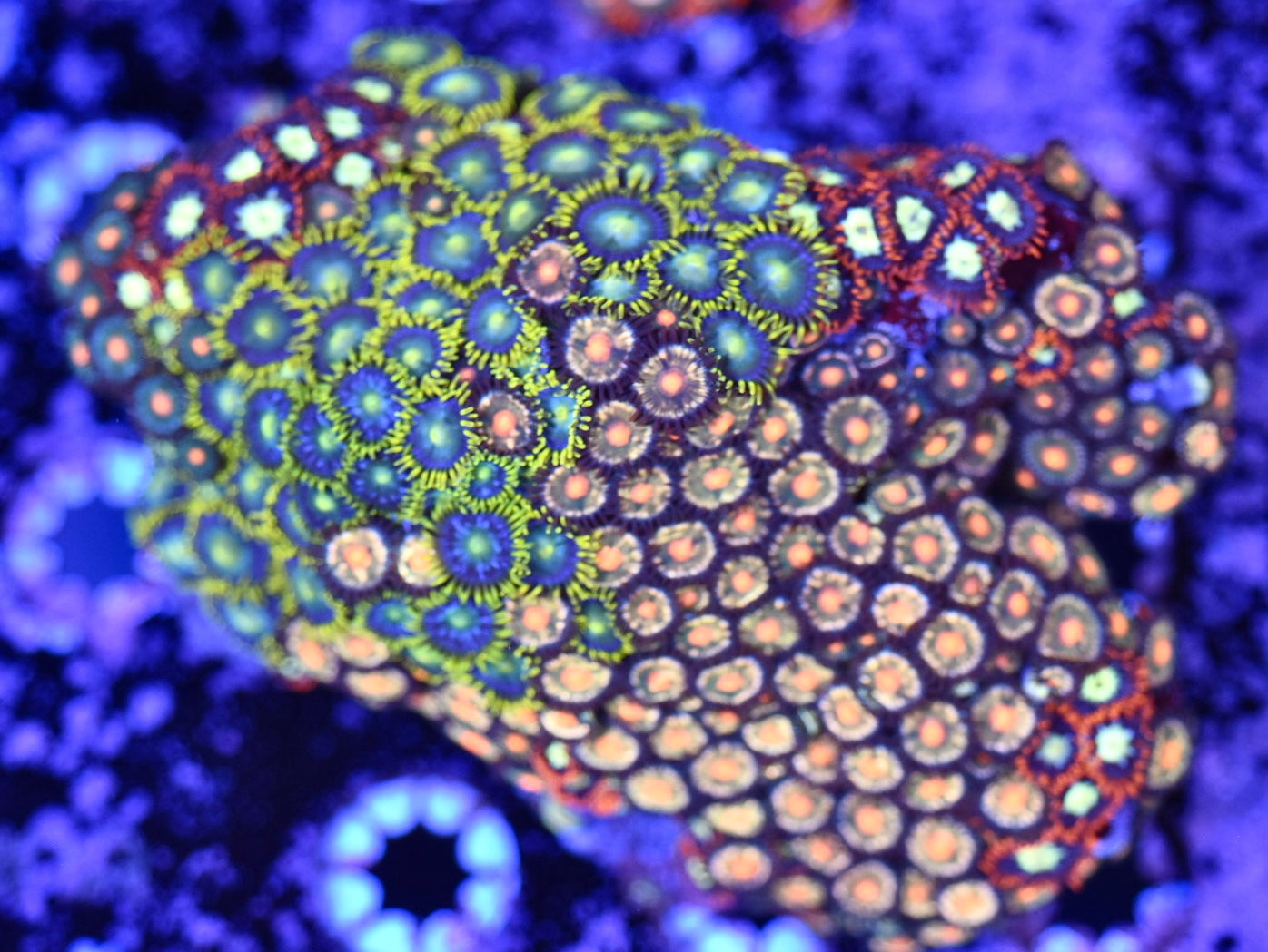 WYSIWYG XL Mixed Zoanthid Colony 4" (WOW!)