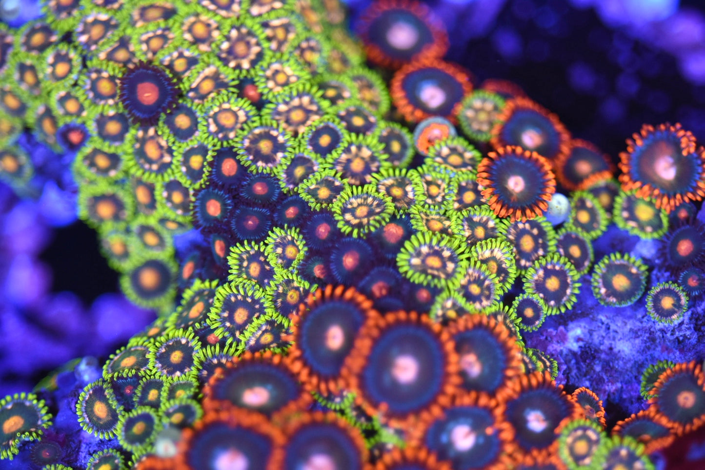 WYSIWYG XL Mixed Zoanthid Colony 4.5" (WOW!)