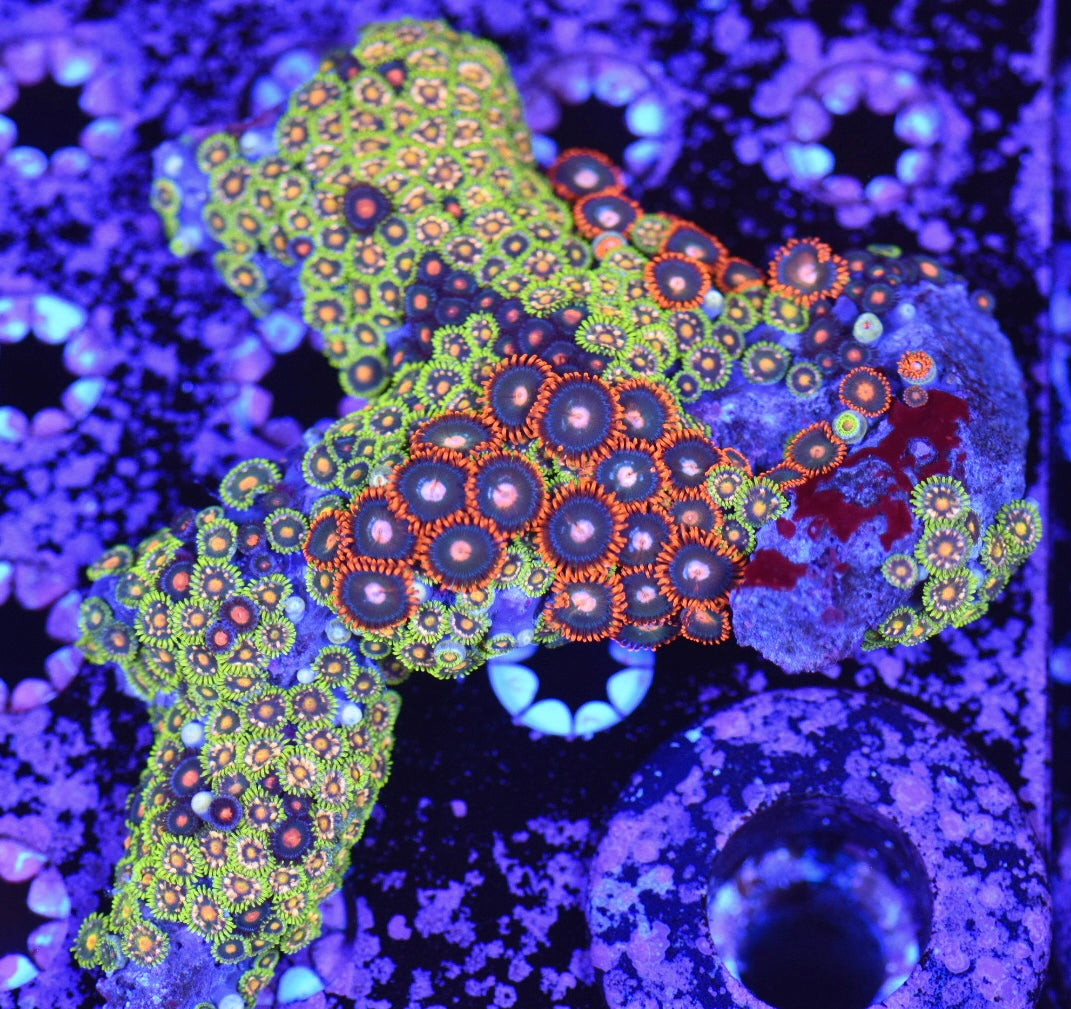 WYSIWYG XL Mixed Zoanthid Colony 4.5" (WOW!)
