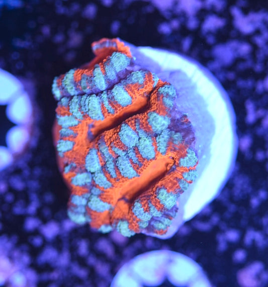 WYSIWYG Rainbow Acan 1.5"