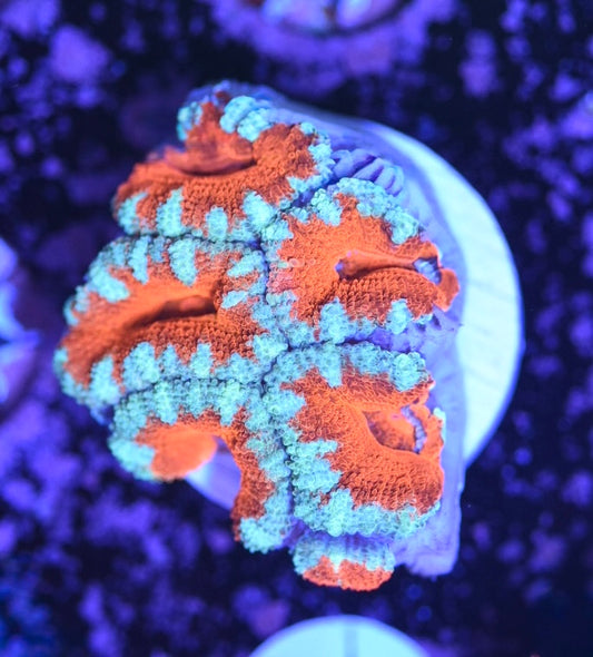 WYSIWYG Rainbow Acan 1.5"
